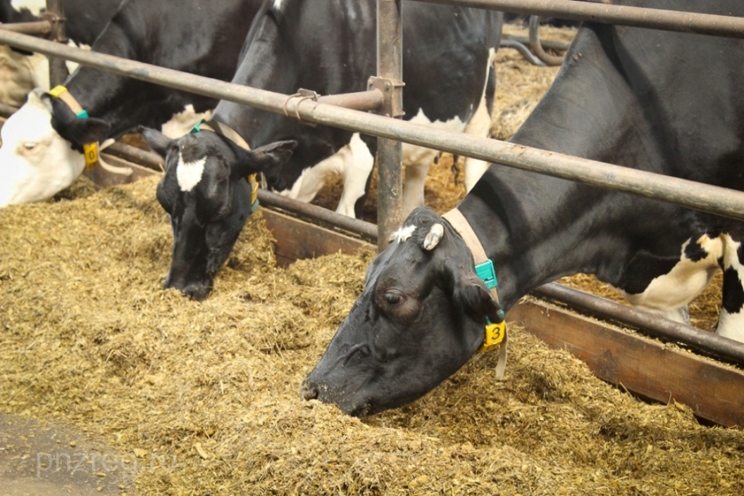 Penza Oblast Dairy Productivity One of the Best in Russia Penza Oblast Dairy Productivity One of the Best in Russia