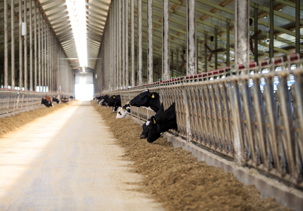 Penza Oblast Farms Produce 311.2 Thousand Tons of Livestock and Poultry, 297.2 Thousand Tons of Milk and 214 Million Eggs Penza Oblast Farms Produce 311.2 Thousand Tons of Livestock and Poultry, 297.2 Thousand Tons of Milk and 214 Million Eggs
