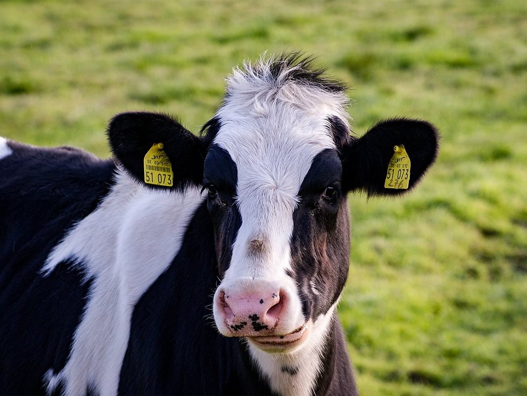 Penza Oblast among Top Three Leaders in Agricultural Production in Volga Federal District
