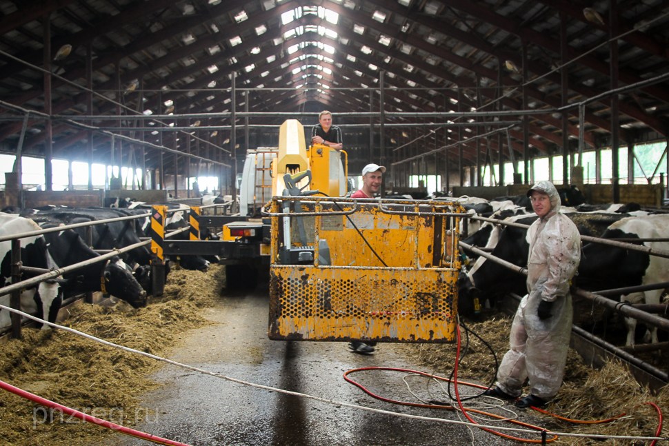 Livestock Production Indicators Increase in Penza Oblast