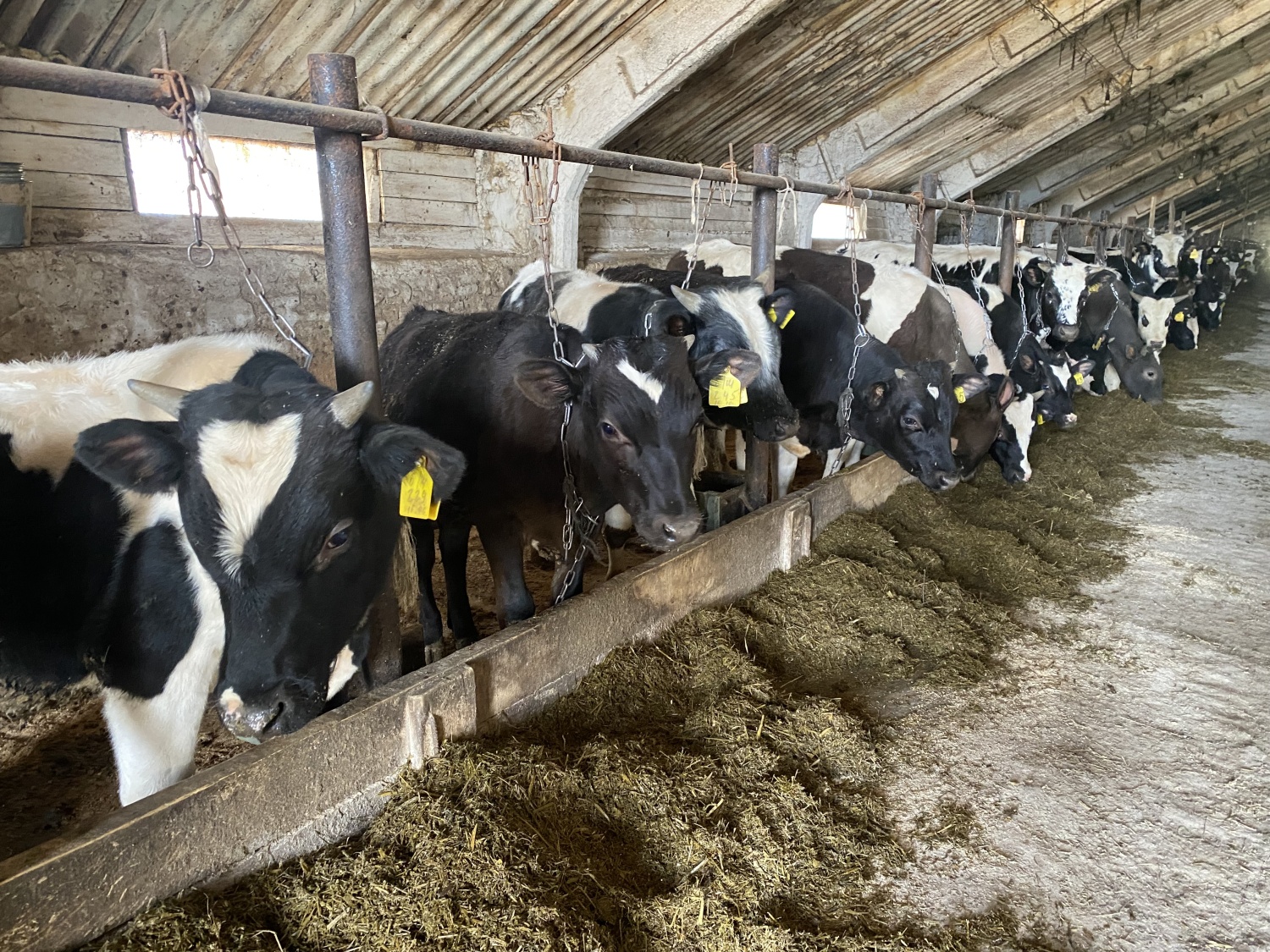 Penza Farmers Produced More Than 156 Thousand Tons of Livestock and Poultry