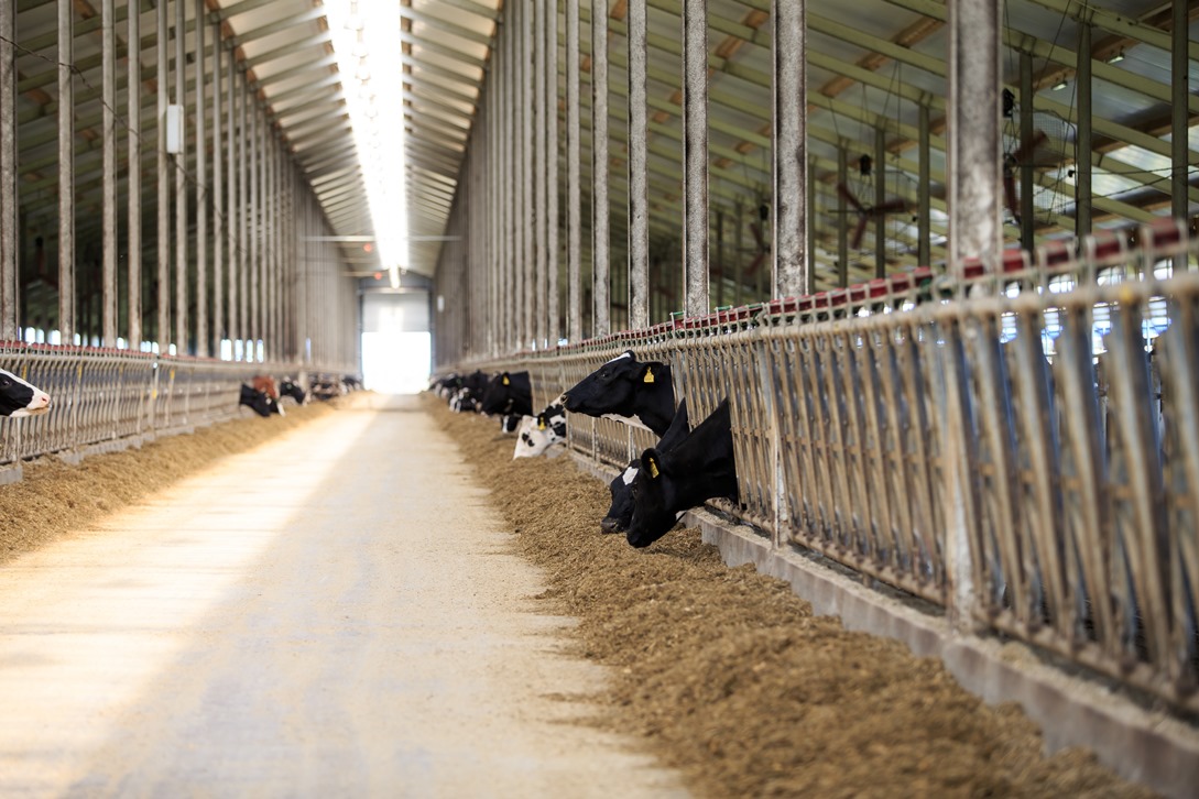 Penza Oblast is Among Leaders in Agricultural Production in Volga Federal District