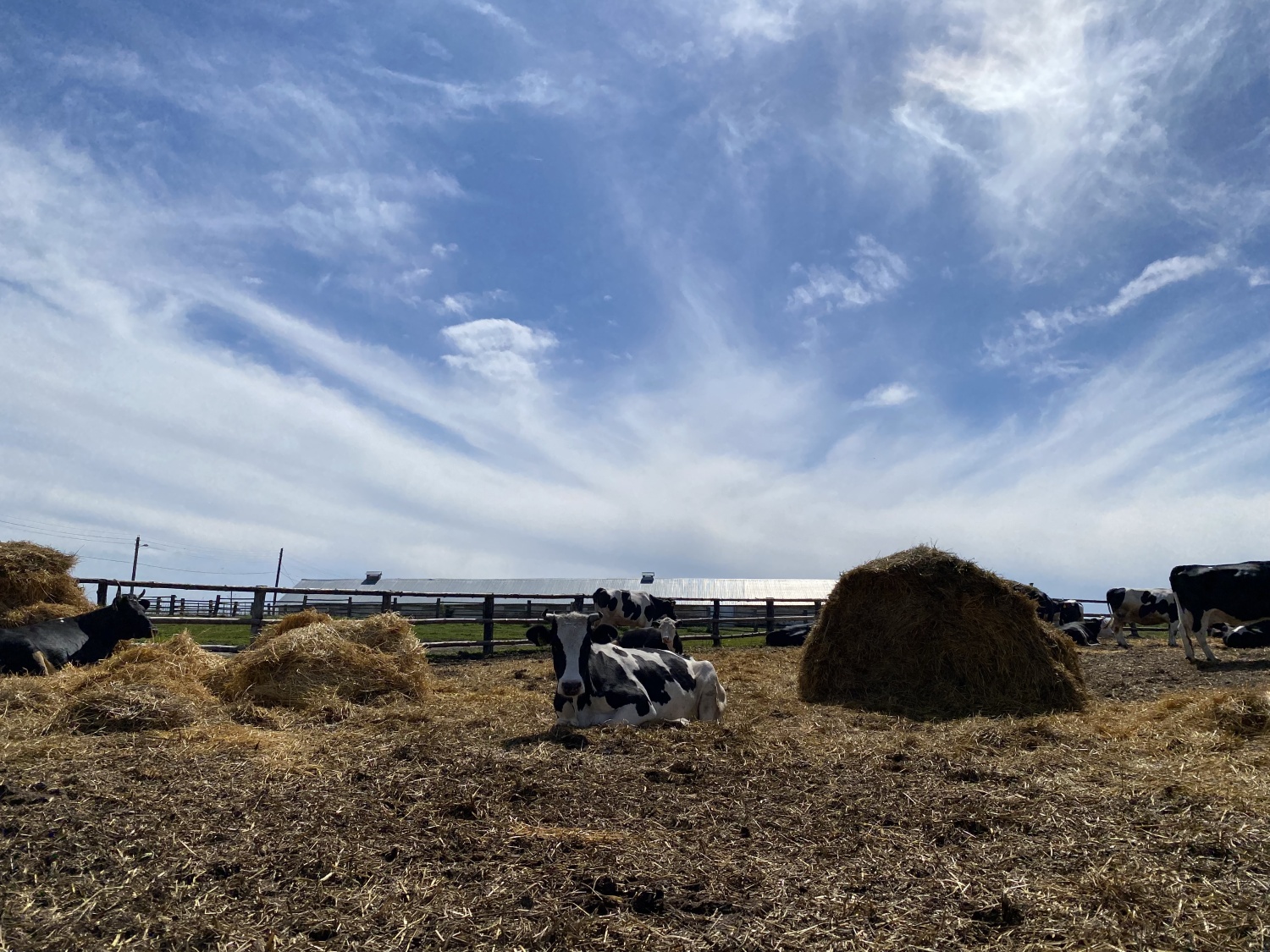 Penza Oblast Is Among Leaders in Agricultural Production