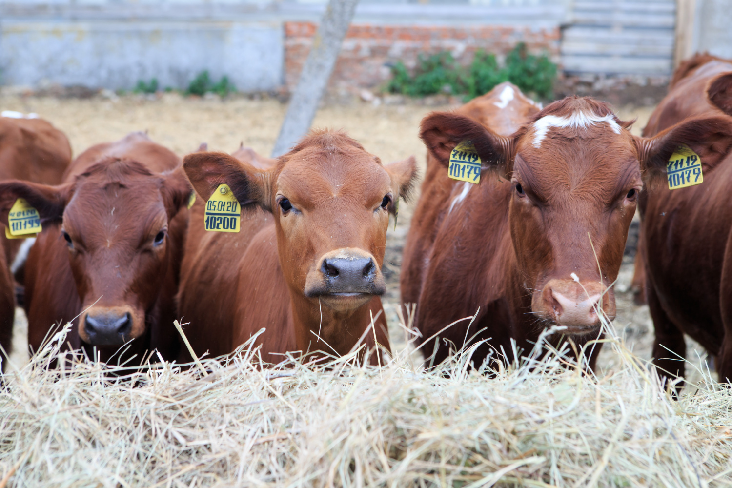 Penza Agricultural Enterprises among the Best in Russia by Average Milk Yield