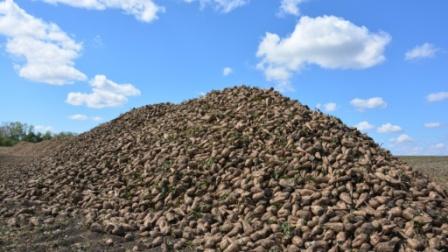 The Penza region takes the second place in the Volga federal district on gross harvest of sugar beet The Penza region takes the second place in the Volga federal district on gross harvest of sugar beet