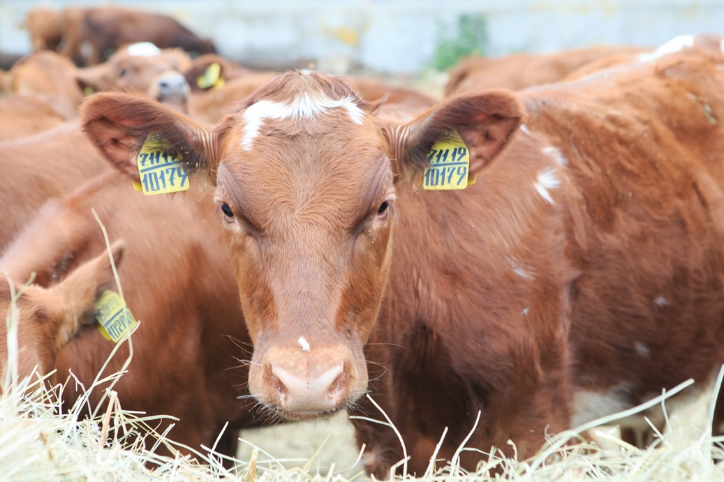 Penza Oblast among Country's Leaders in Average Daily Milk Yield