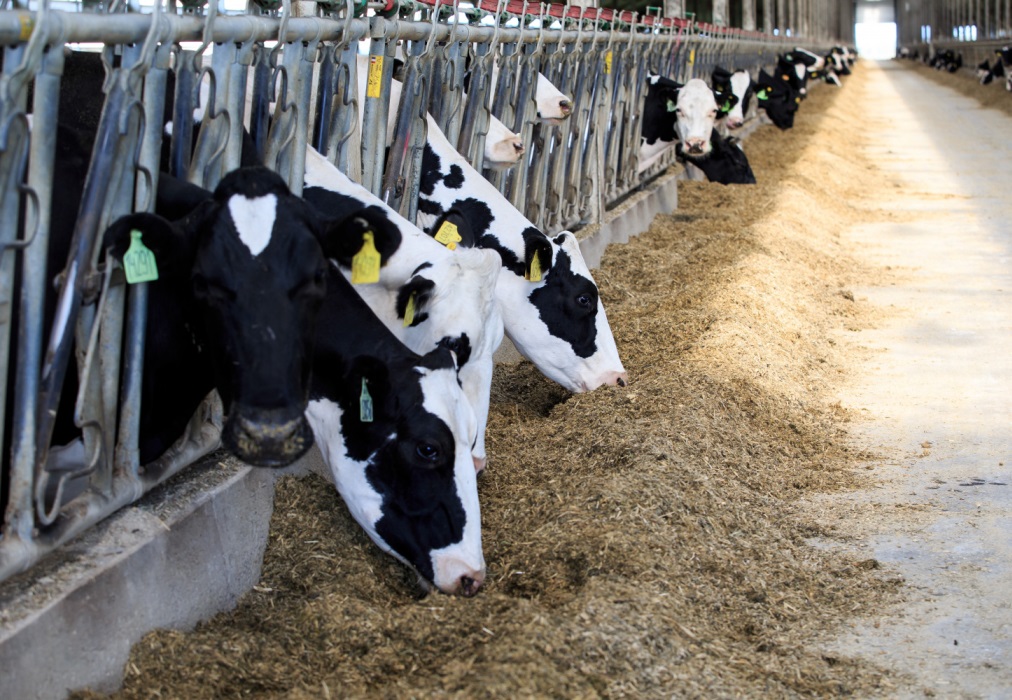 Food Production in Penza Increasing