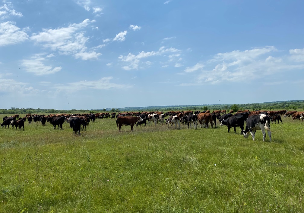 Penza Oblast Ranks 1st in Cattle Population Growth in VFD