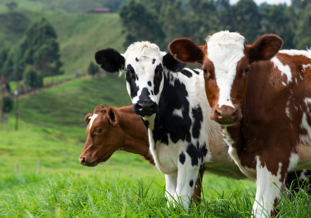273.7 Thousand Tons of Livestock and Poultry, 212.4 Thousand Tons of Milk, 183.8 Million Eggs Produced in Penza Oblast in 2023