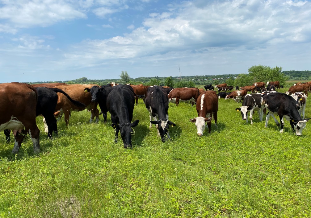 Penza Oblast Farms Produced 403.6 Thousand Tons of Livestock and Poultry, 315.4 Thousand Tons of Milk, and 262.1 Million Eggs