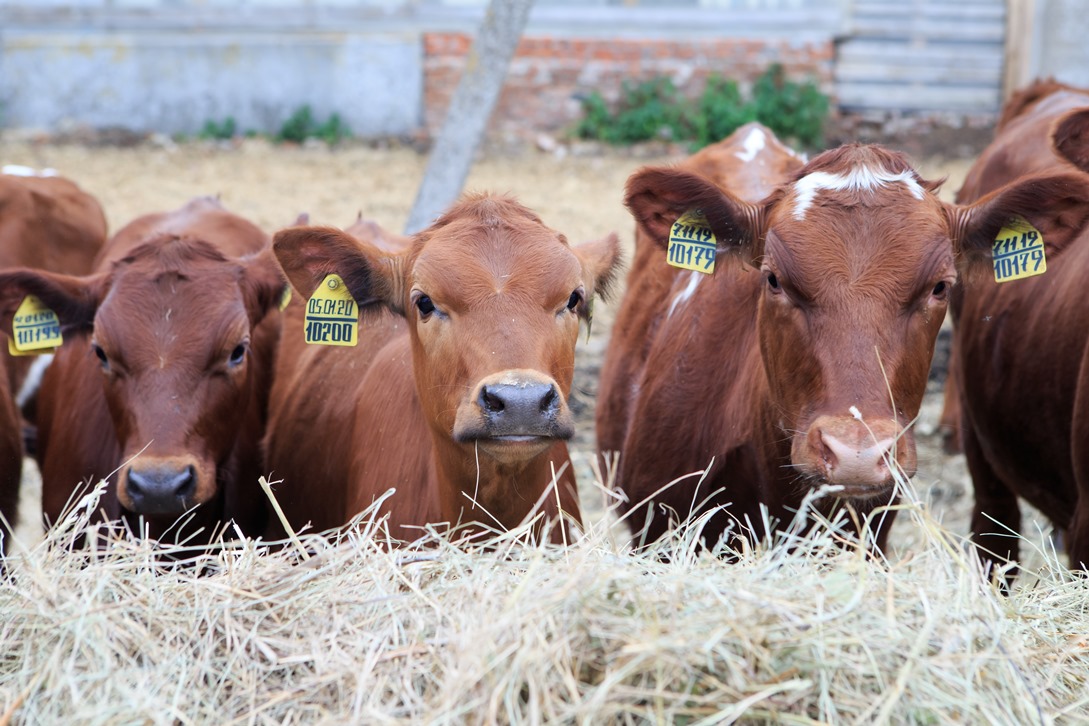 Penza Oblast Ranks 1st in Milk Production Growth in Volga Federal District Penza Oblast Ranks 1st in Milk Production Growth in Volga Federal District