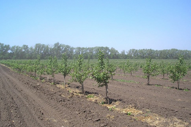 Penza region named among the best in fruit and veg farming