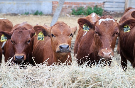 Penza Farmers to Receive 1.6 Billion Rubles of State Support in 2023