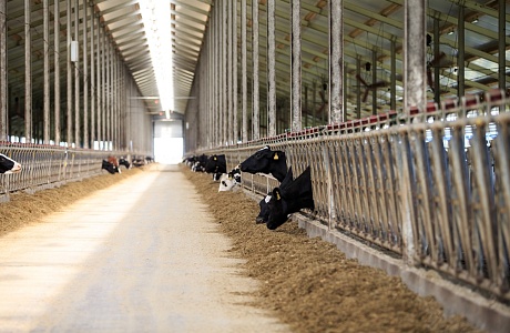 Penza Oblast is Among Leaders in Agricultural Production in Volga Federal District