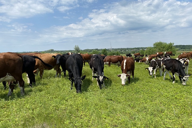 Penza Projects to Receive Agrostartup Grant in 2024