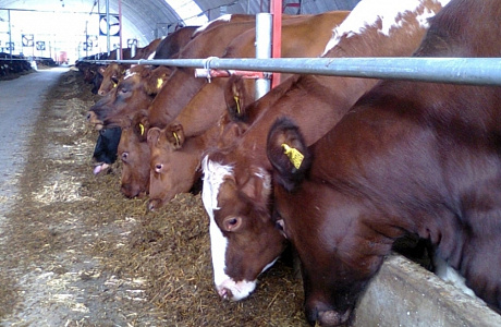 Increase in Animal Husbandery Production Indicators at Penza Oblast Enterprises