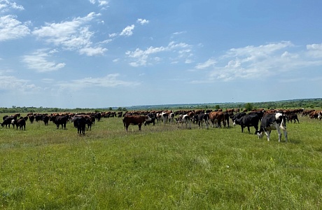 Penza Oblast Ranks 1st in Cattle Population Growth in VFD Penza Oblast Ranks 1st in Cattle Population Growth in VFD