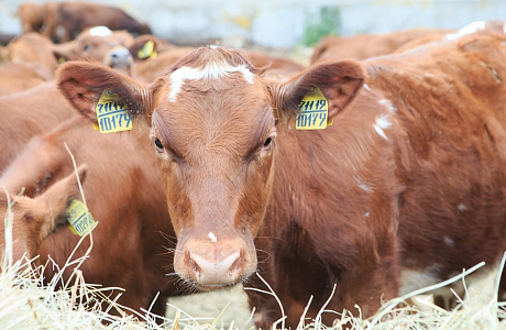 Penza Oblast among Country's Leaders in Average Daily Milk Yield