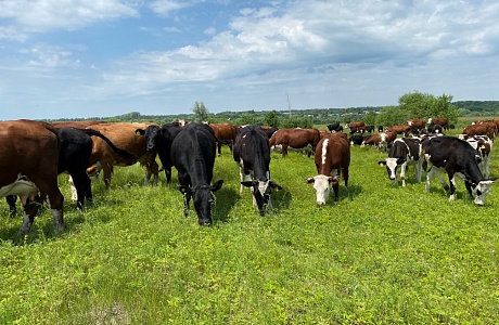 Penza Oblast Farms Produced 403.6 Thousand Tons of Livestock and Poultry, 315.4 Thousand Tons of Milk, and 262.1 Million Eggs