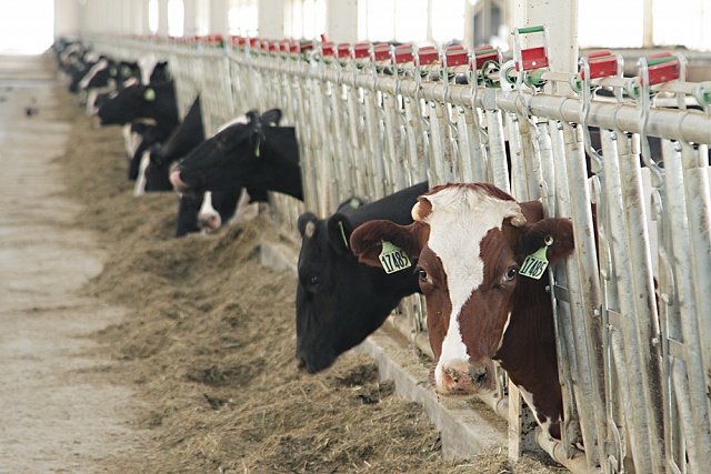 The Penza region is among leaders in milk productivity growth