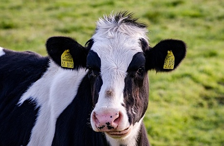 Penza Oblast among Top Three Leaders in Agricultural Production in Volga Federal District