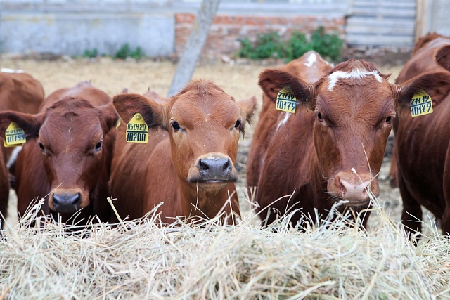 Penza Oblast Ranks 1st in Milk Production Growth in Volga Federal District Penza Oblast Ranks 1st in Milk Production Growth in Volga Federal District