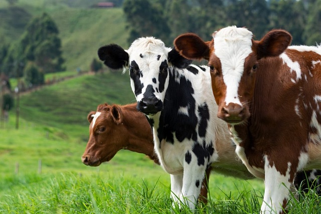 273.7 Thousand Tons of Livestock and Poultry, 212.4 Thousand Tons of Milk, 183.8 Million Eggs Produced in Penza Oblast in 2023