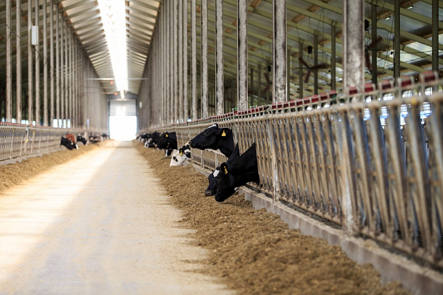Penza Oblast Farms Produce 311.2 Thousand Tons of Livestock and Poultry, 297.2 Thousand Tons of Milk and 214 Million Eggs