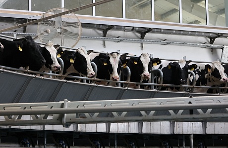 Penza Region Ranks Second in Volga Federal District in Livestock and Poultry Production Penza Region Ranks Second in Volga Federal District in Livestock and Poultry Production