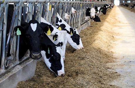 Penza Oblast Among Leaders in Livestock and Poultry Production in Volga Federal District
