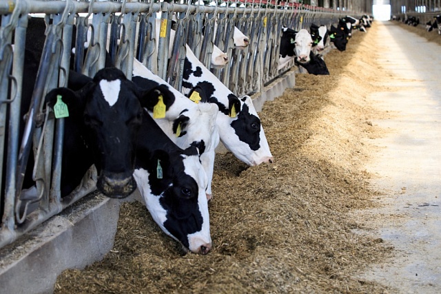Food Production in Penza Increasing