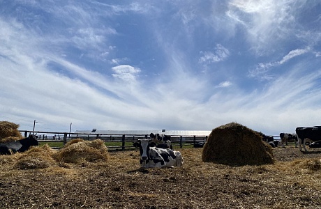 Penza Oblast Is Among Leaders in Agricultural Production