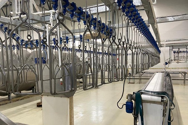 Penza Oblast Among TOP 10 Regions in Poultry Sales 