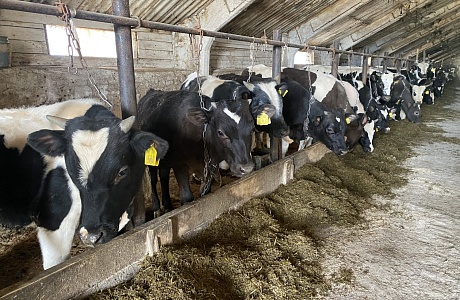 Penza Farmers Produced More Than 156 Thousand Tons of Livestock and Poultry