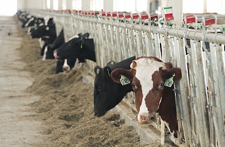 The Penza region is the first in the Volga Federal District to increase milk yield per cow and increase the number of pigs The Penza region is the first in the Volga Federal District to increase milk yield per cow and increase the number of pigs